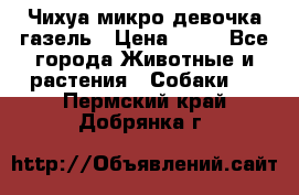 Чихуа микро девочка газель › Цена ­ 65 - Все города Животные и растения » Собаки   . Пермский край,Добрянка г.